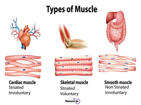 msuvle|different types of muscles.